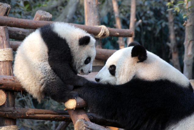 Chengdu Research Base of Giant Panda Breeding panda tour - SMCOrientrip luxury China tour