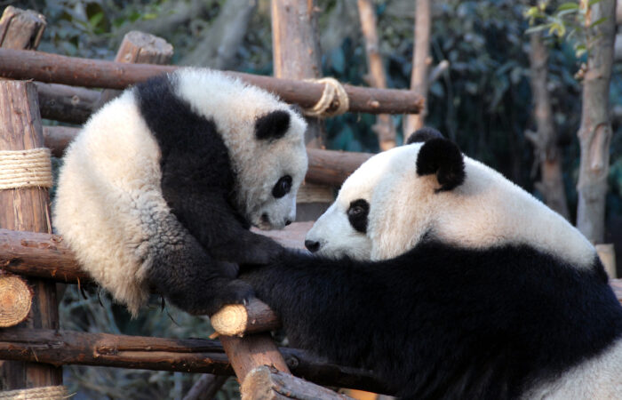 Chengdu Research Base of Giant Panda Breeding panda tour
