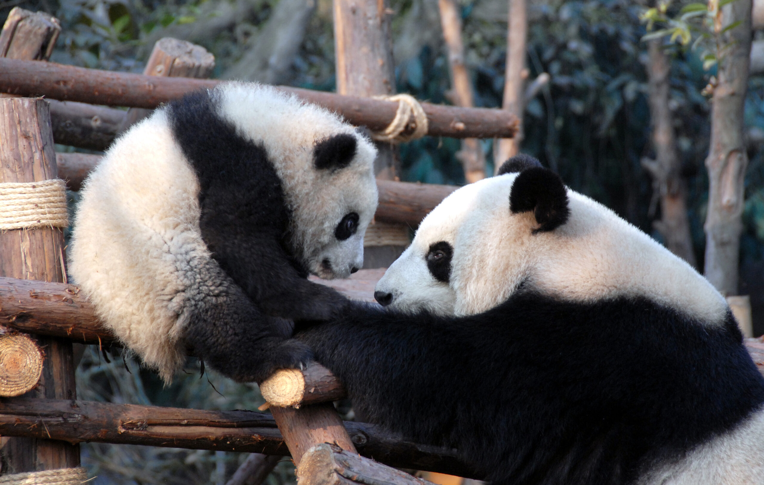 Chengdu Research Base of Giant Panda Breeding panda tour - SMCOrientrip luxury China tour