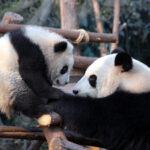 Chengdu Research Base of Giant Panda Breeding panda tour - SMCOrientrip luxury China tour
