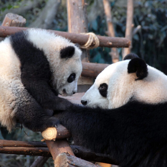 Research Base of Giant Panda Breeding