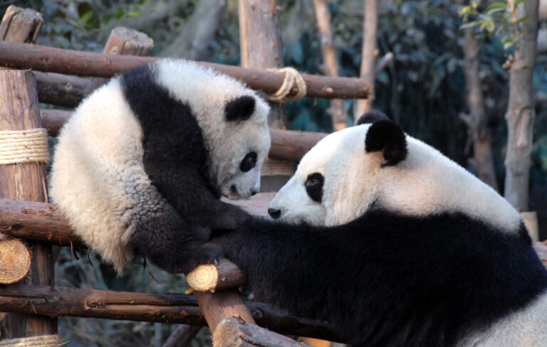 Chengdu Research Base of Giant Panda Breeding panda tour - SMCOrientrip luxury China tour