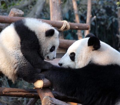 Chengdu Research Base of Giant Panda Breeding panda tour - SMCOrientrip luxury China tour